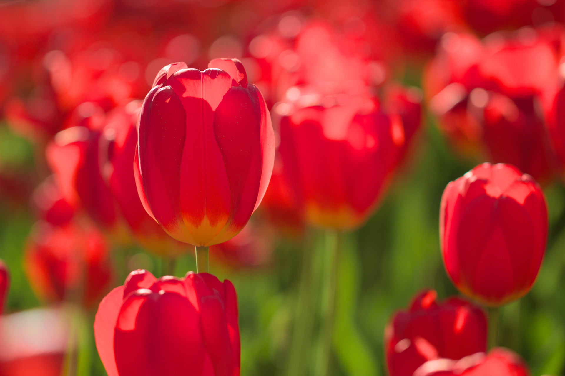 Red Tulips