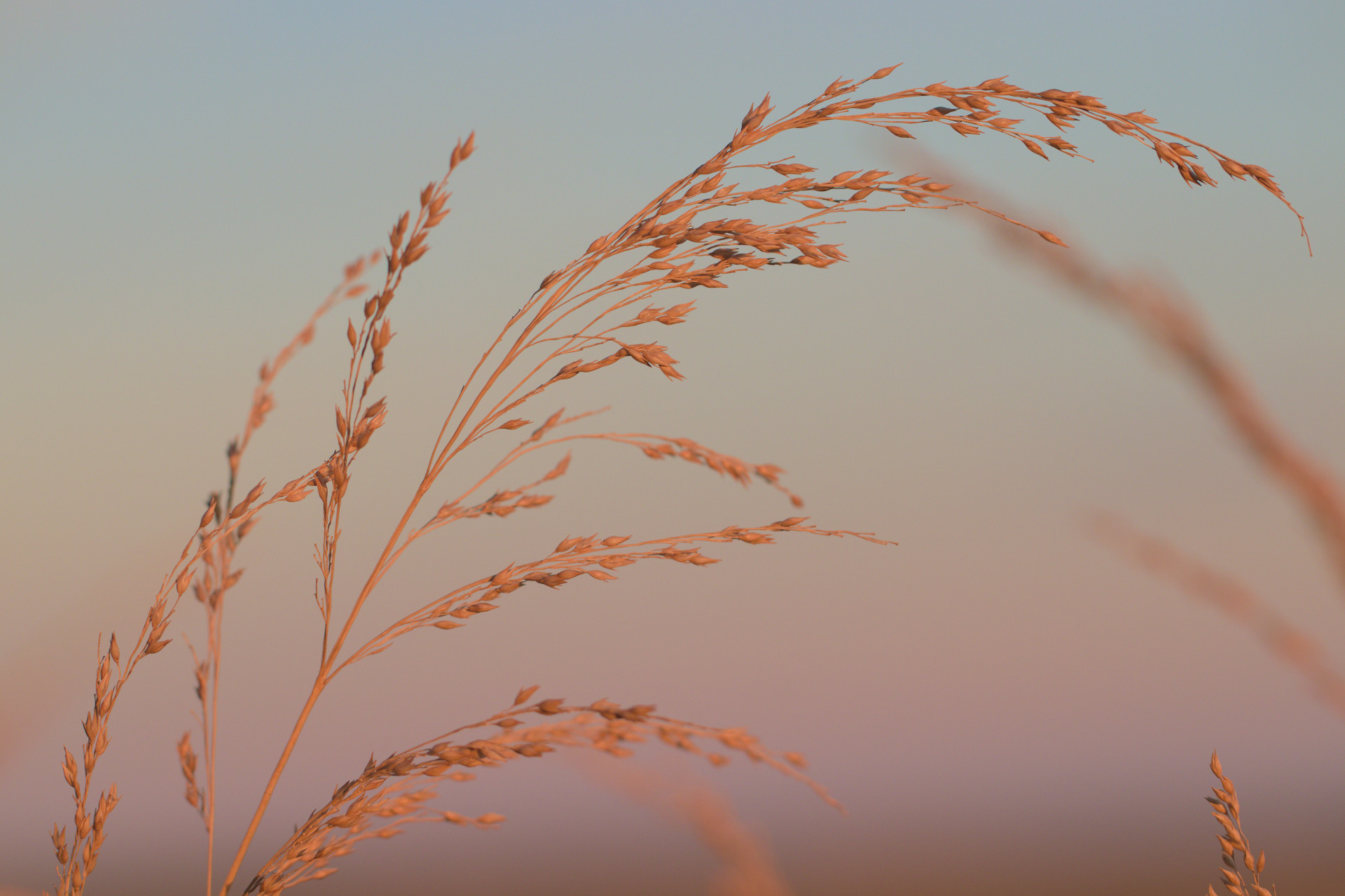 Autumn Reeds