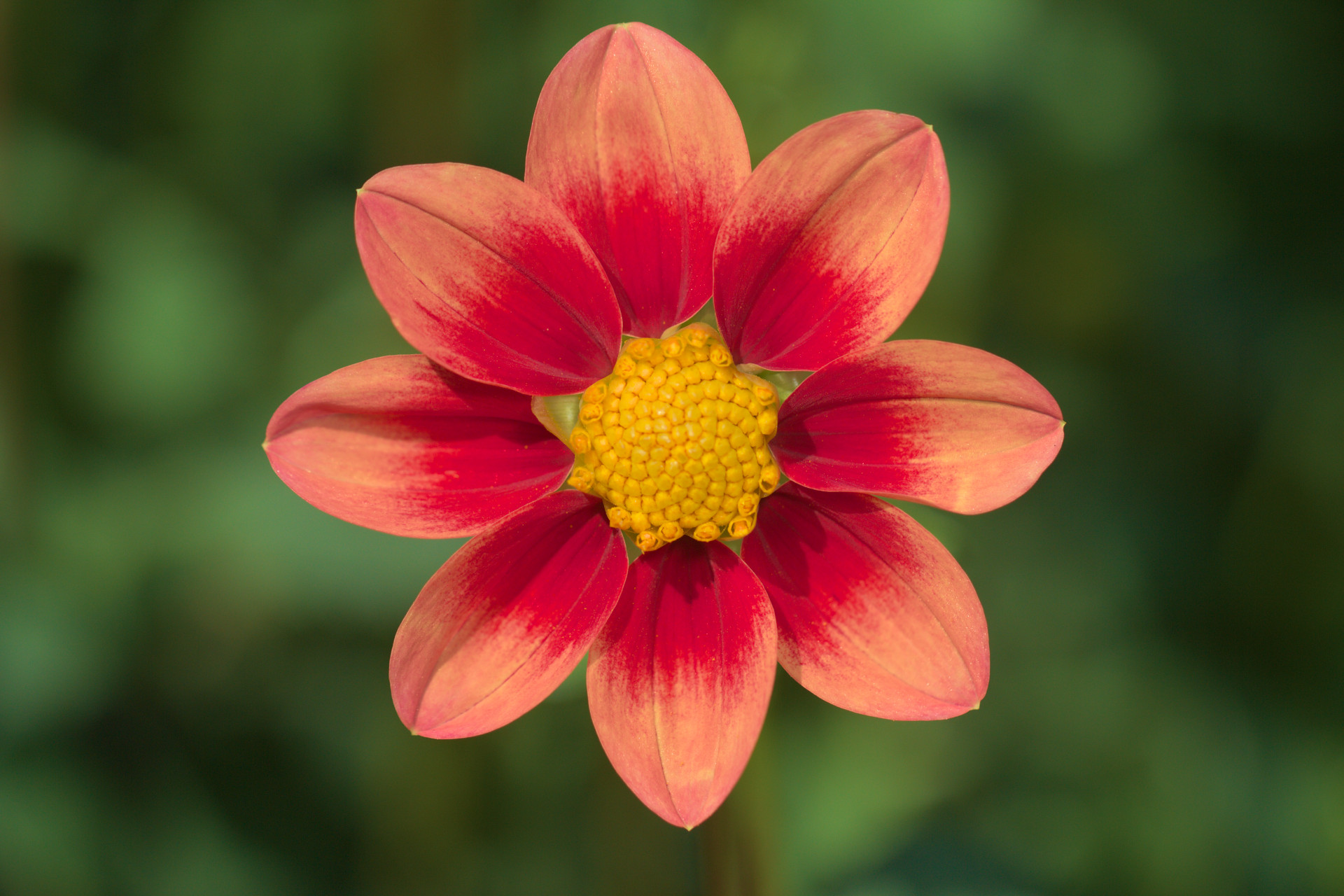 Dahlia