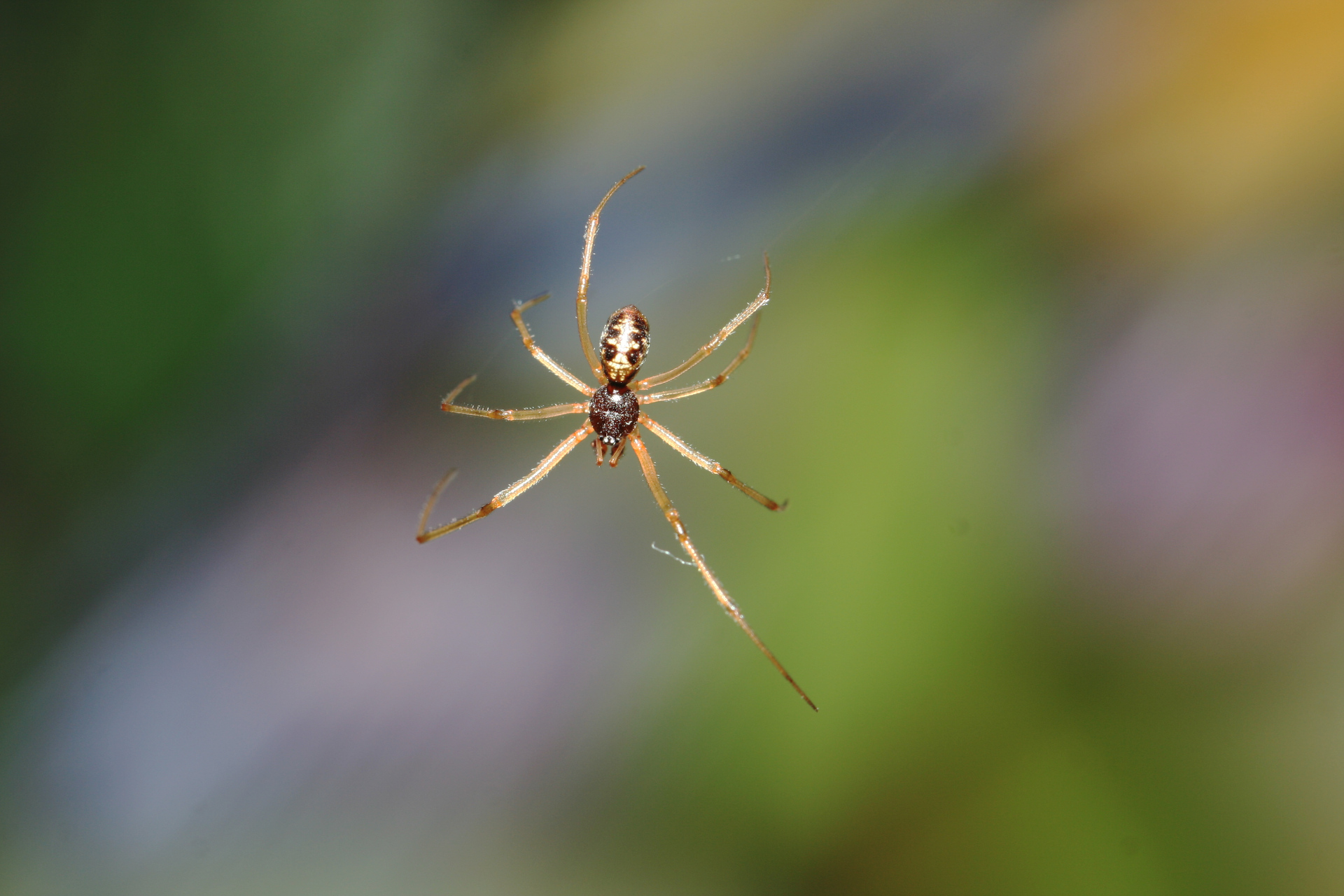 Spider