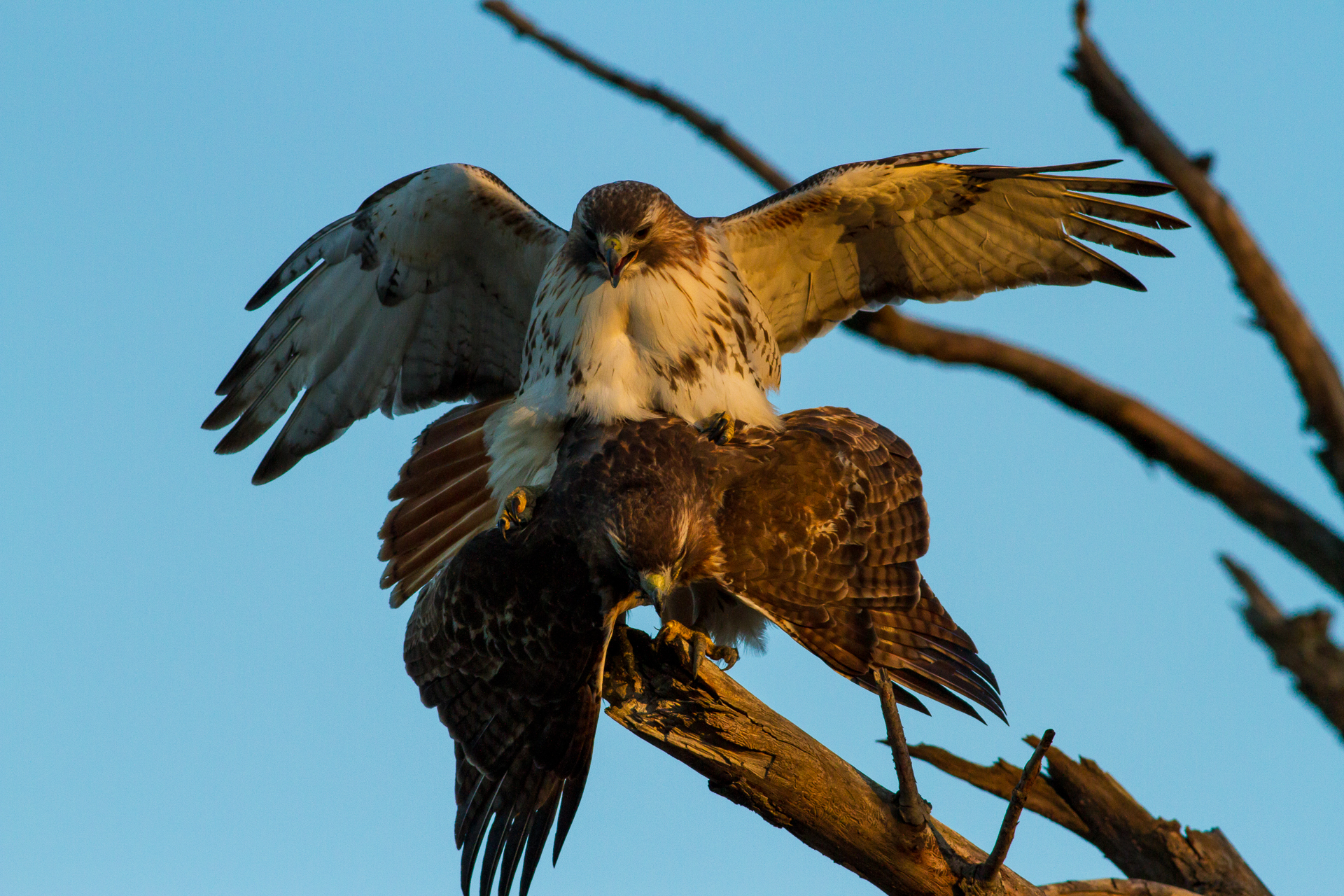 Red Tailed Hawks