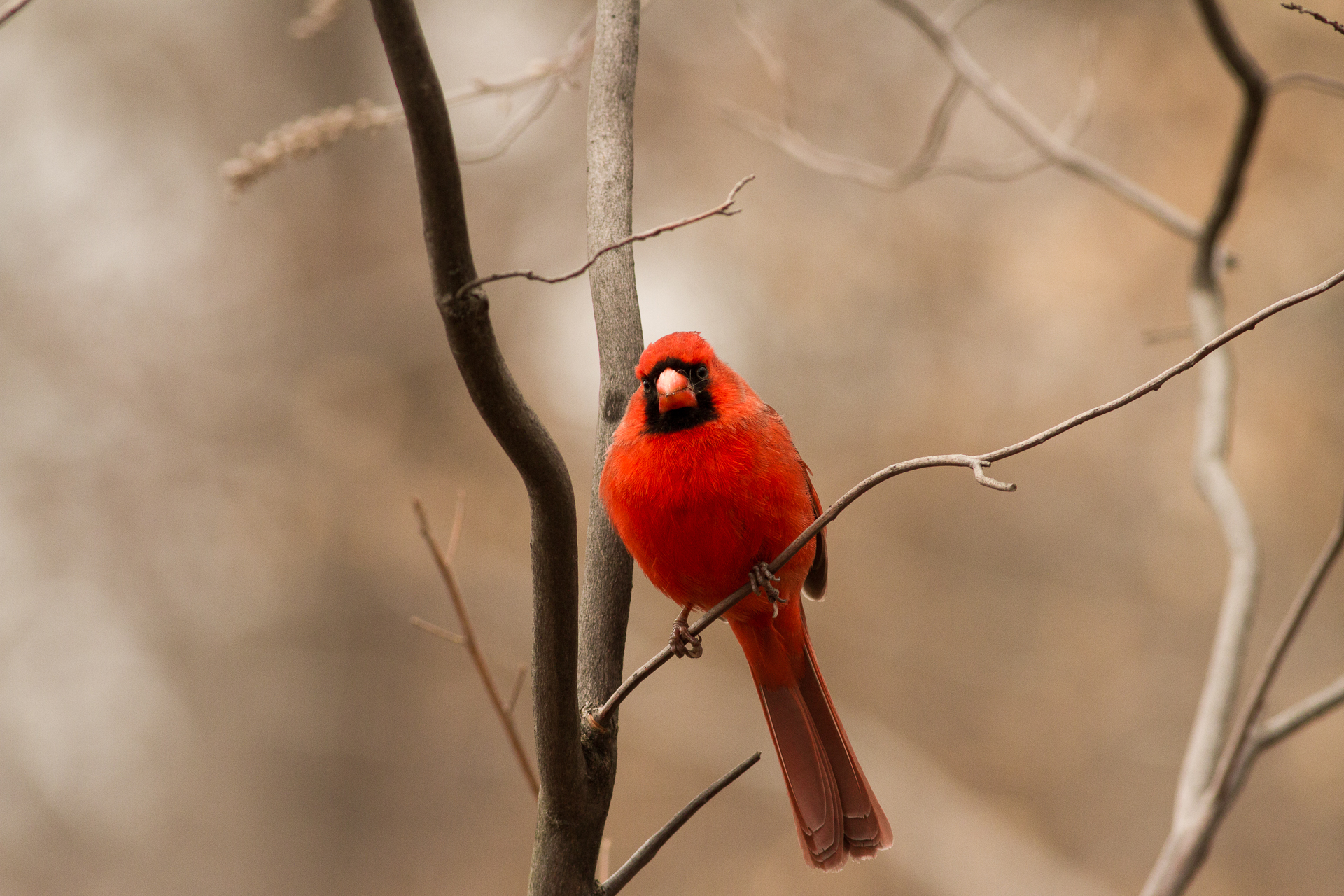 Cardinal