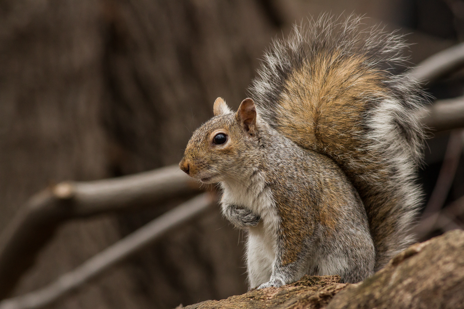 Grey Squirrel