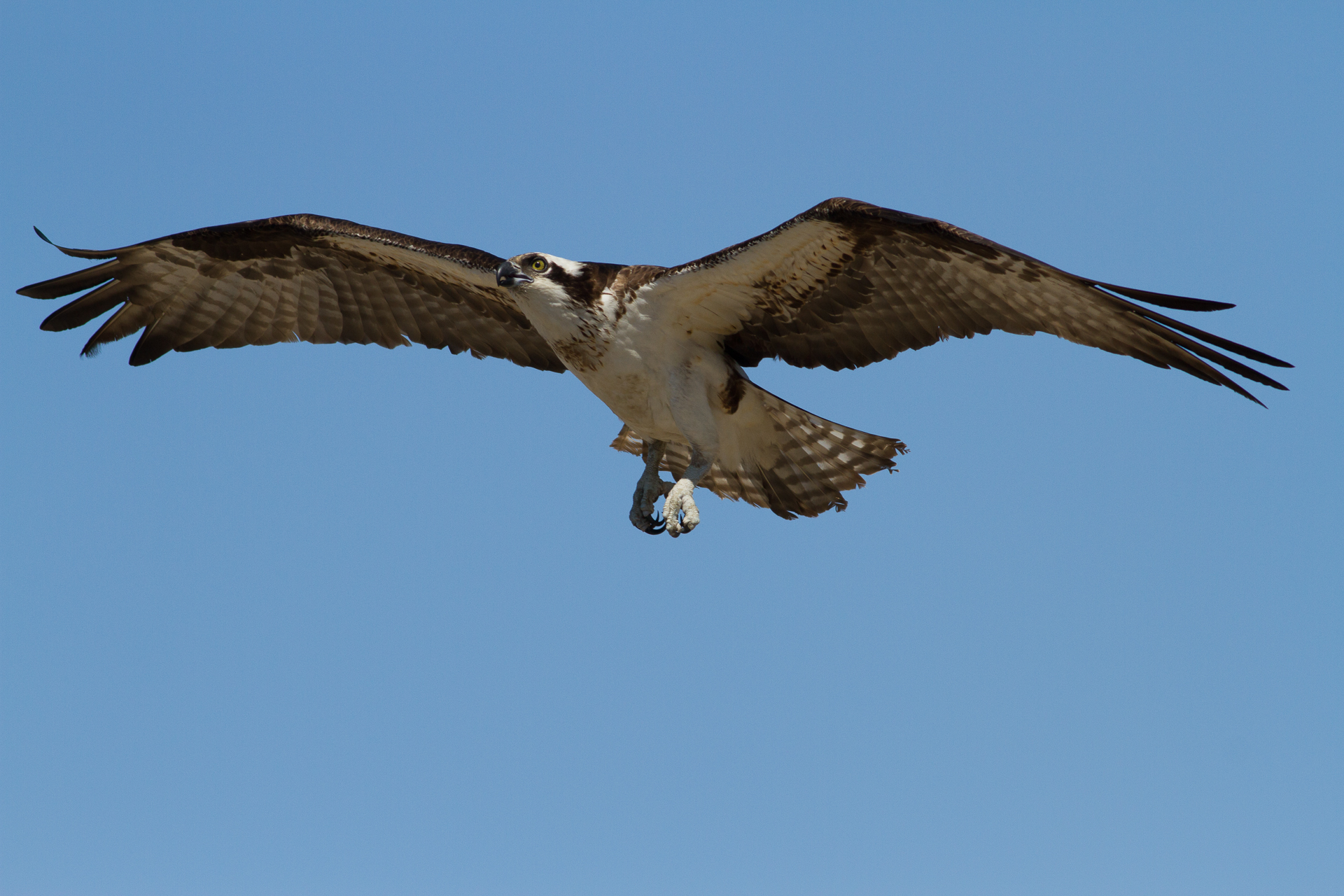 Osprey