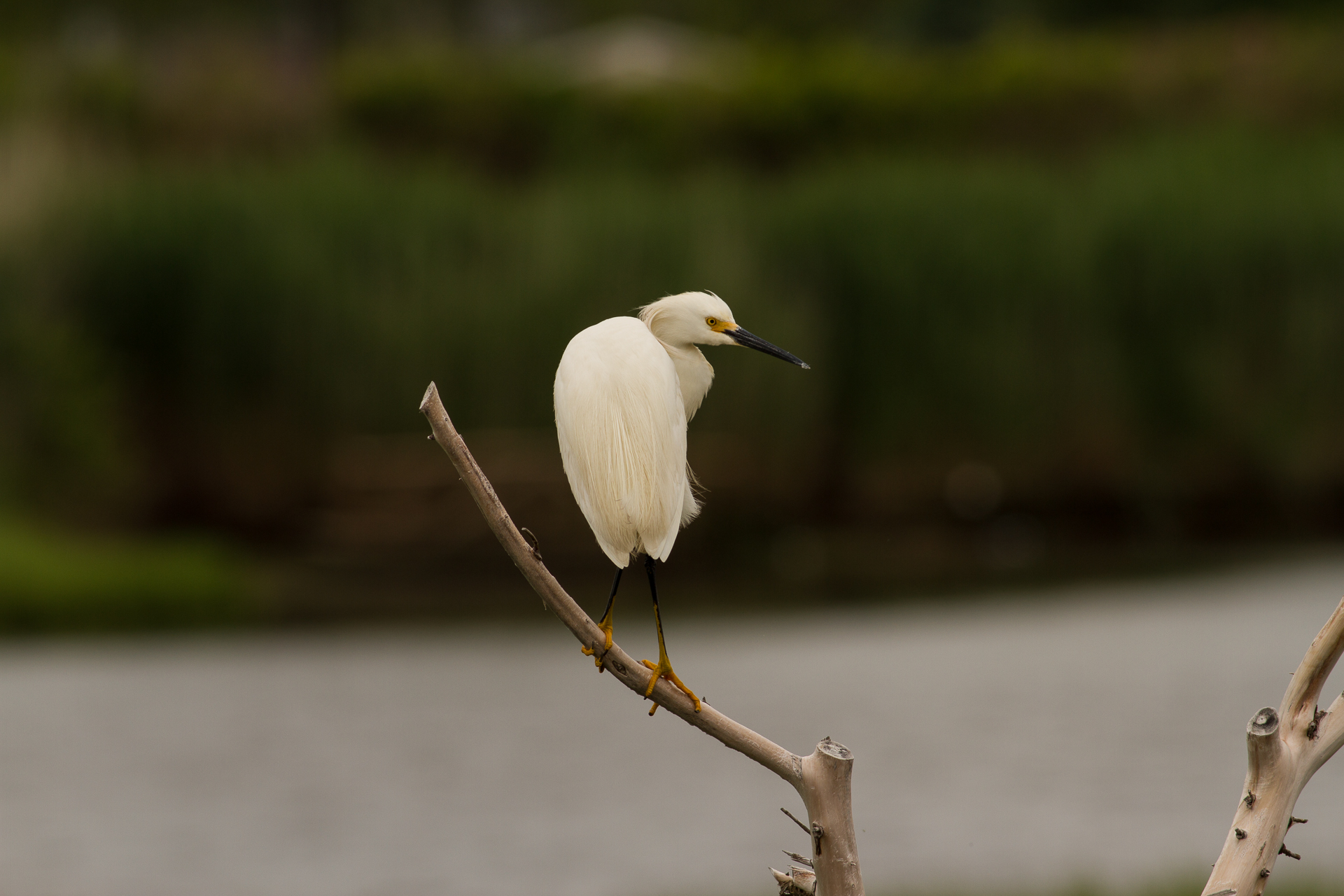 Snowy Egret