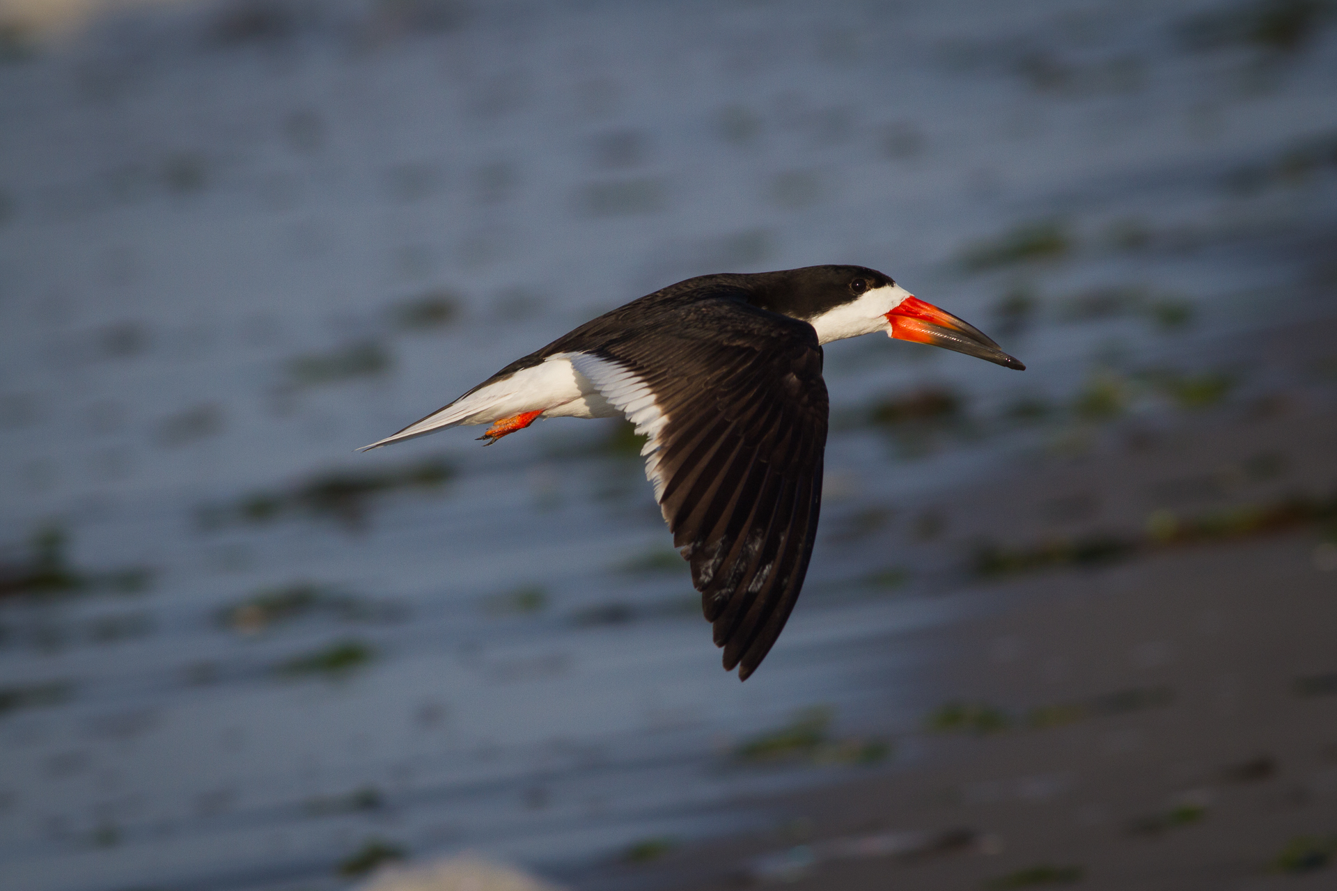 Black Skimmer