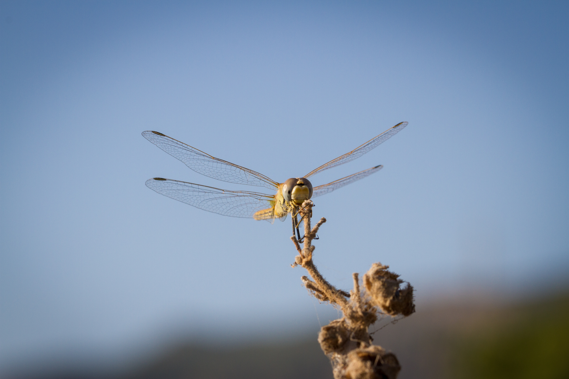 Libellula