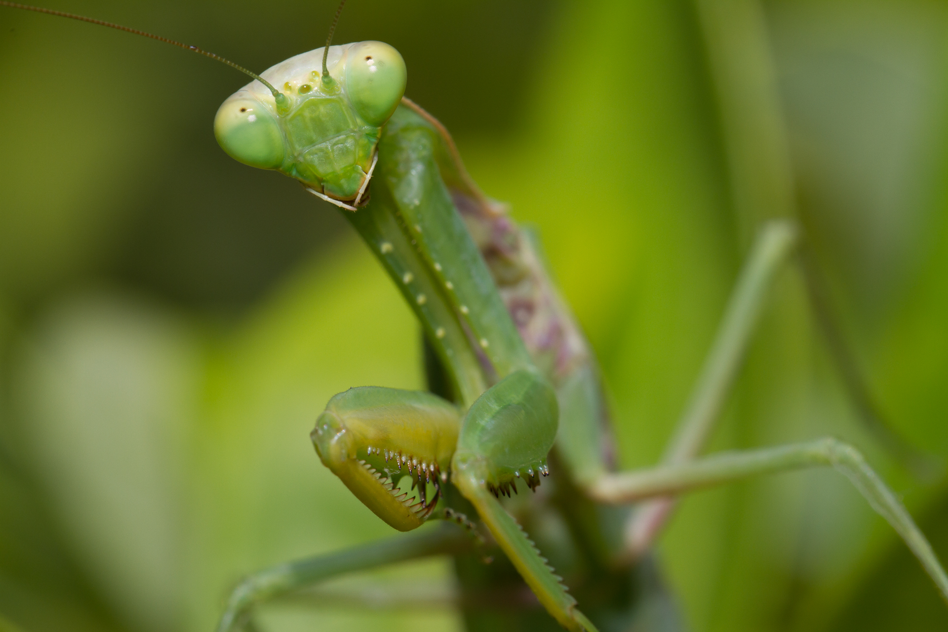 Praying Mantis