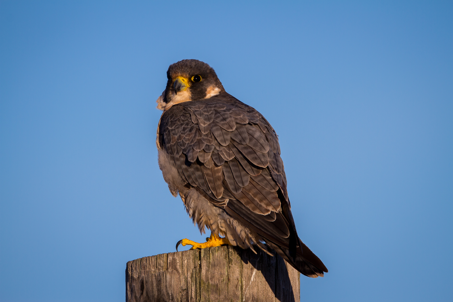 Peregrine Falcon