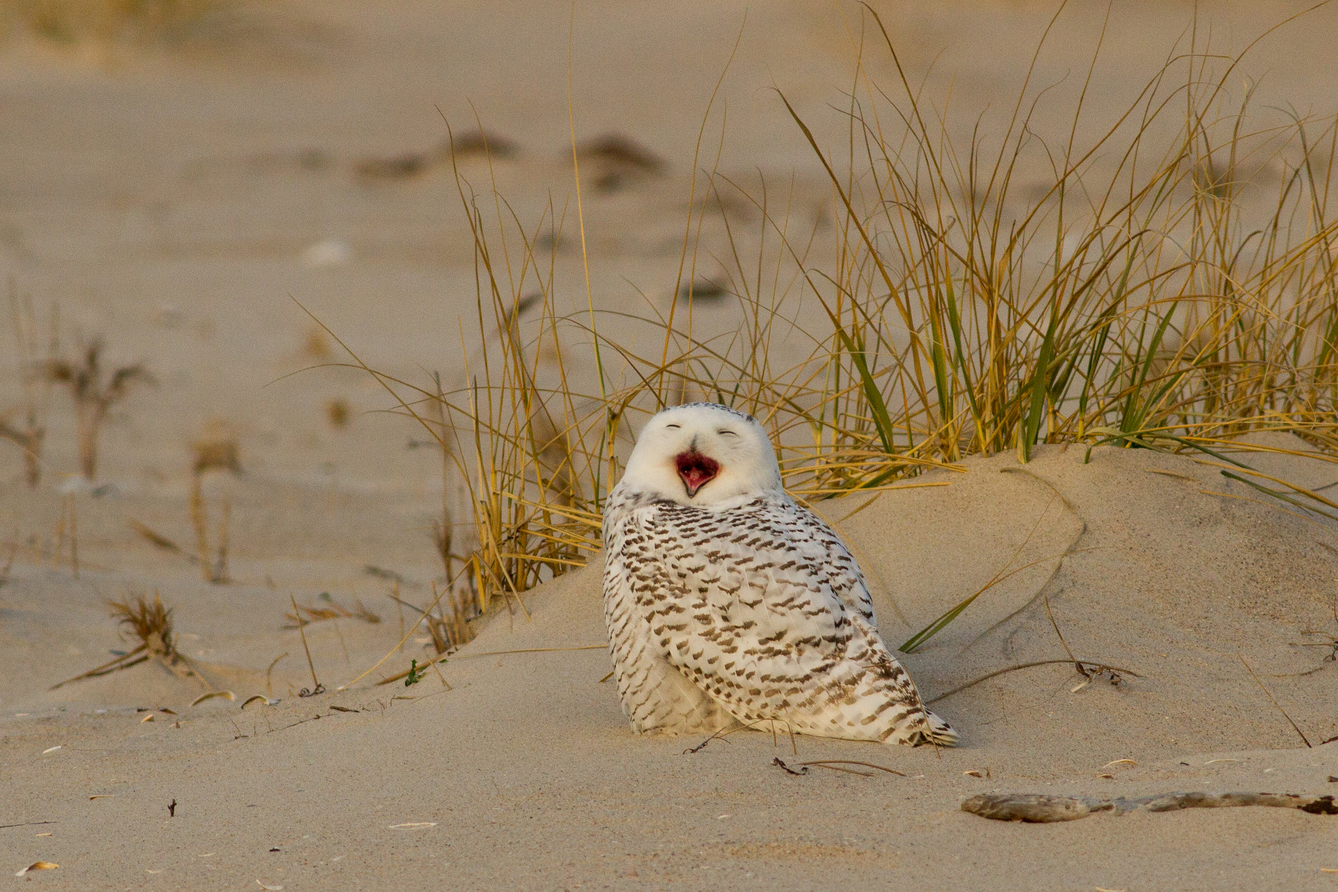 Snowy Owl