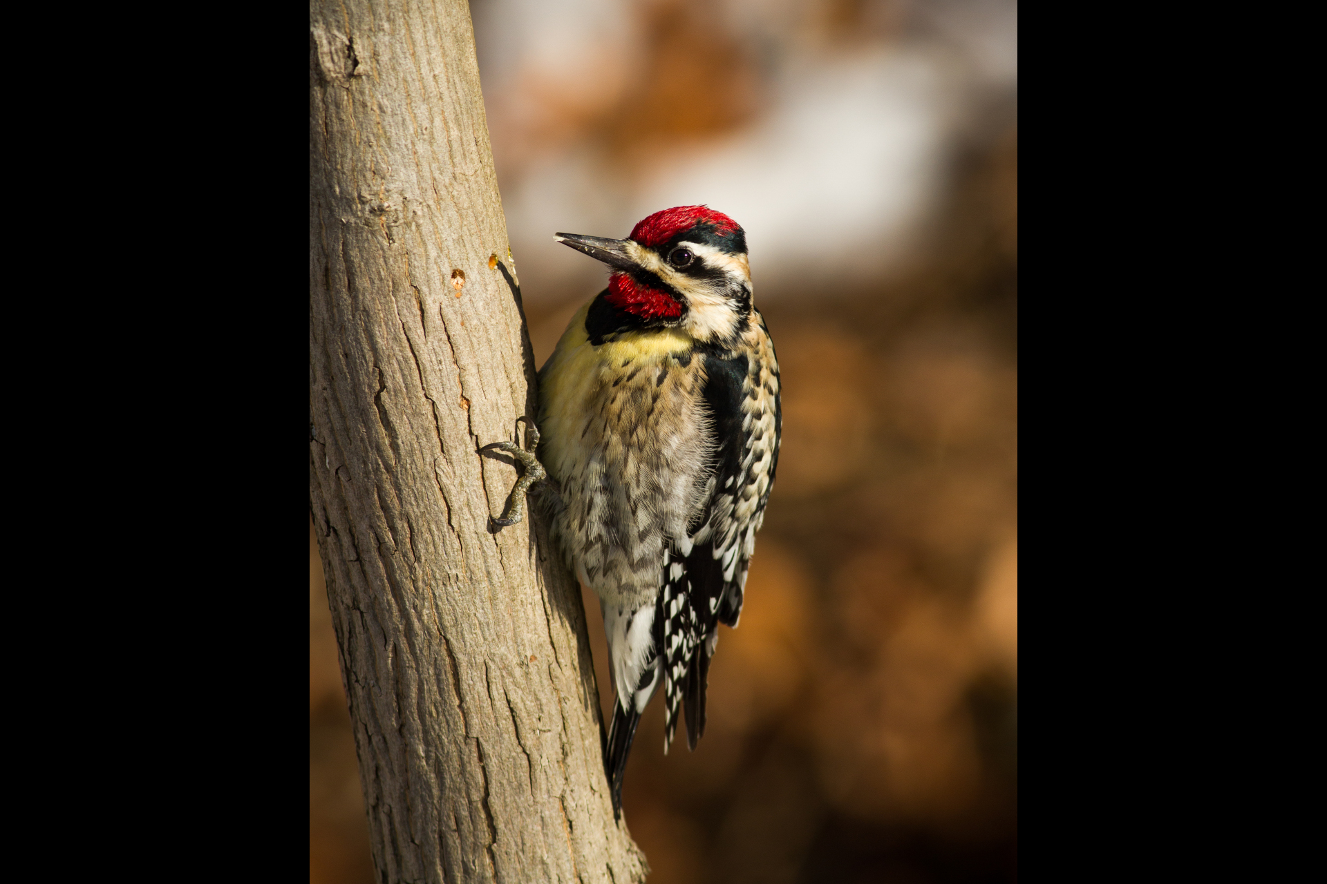 Woodpecker