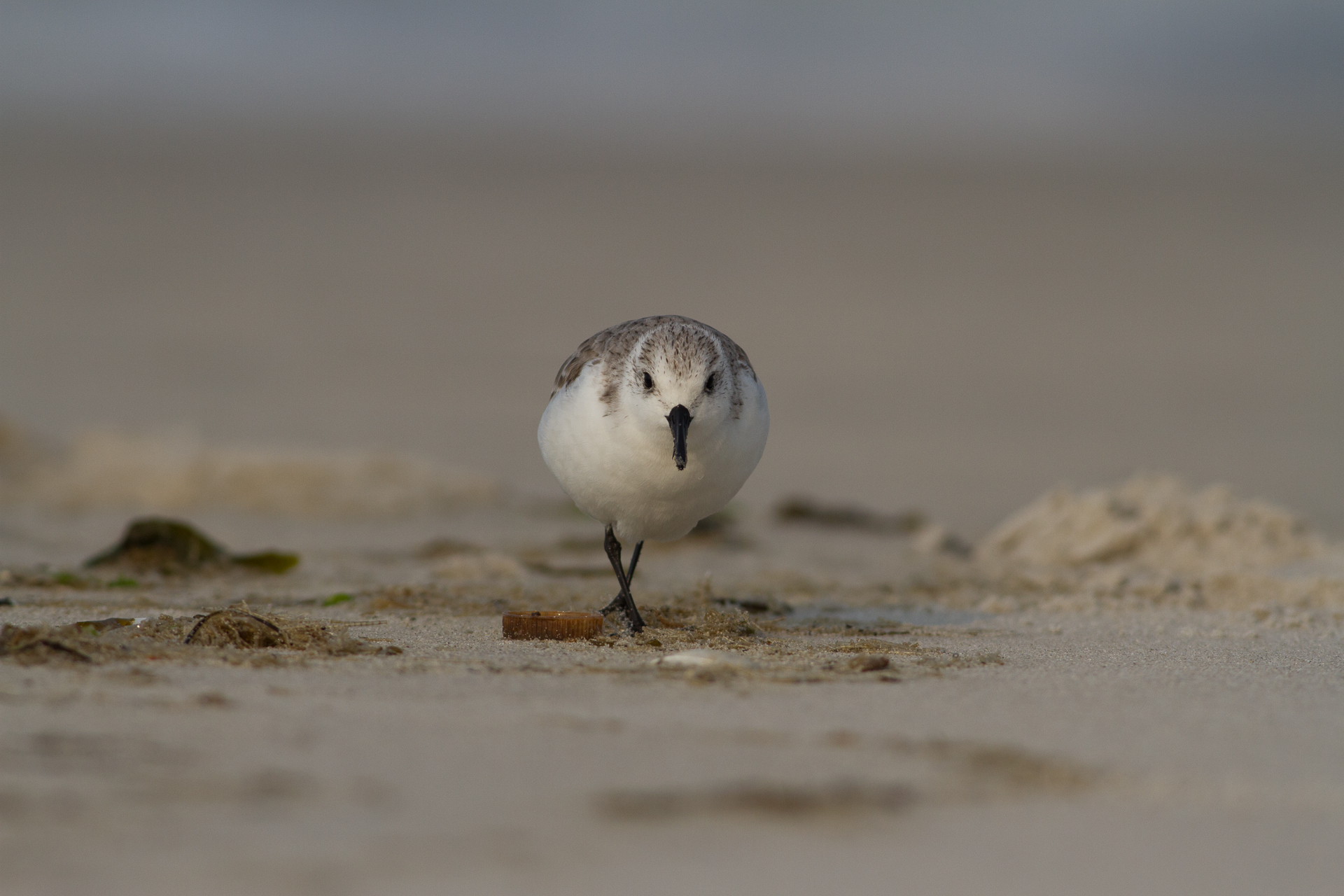 Sanderling