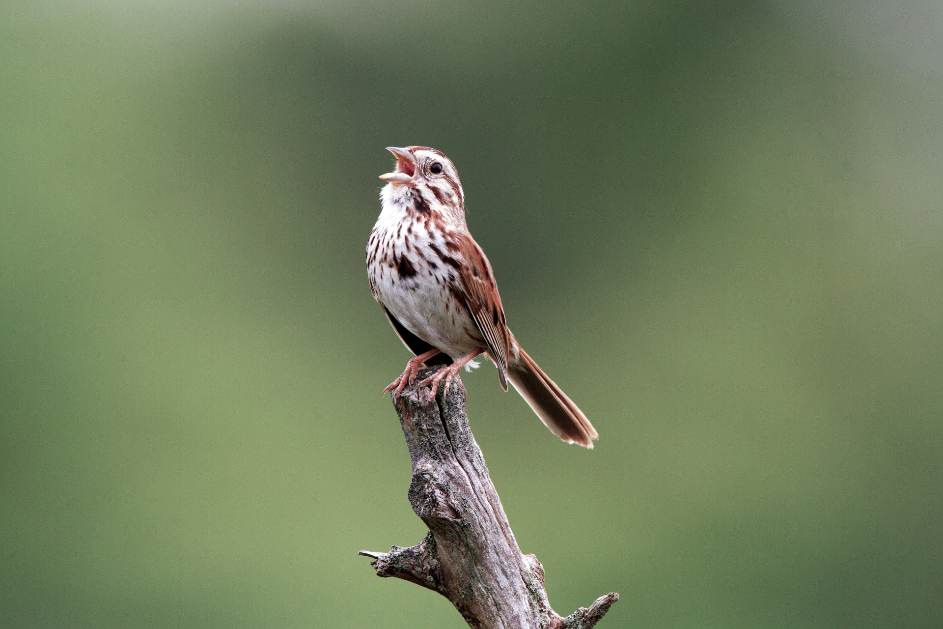 Sparrow