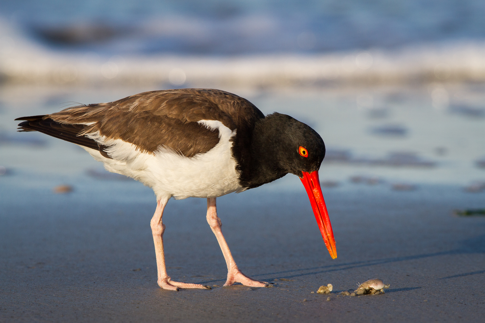 Oystercatcher