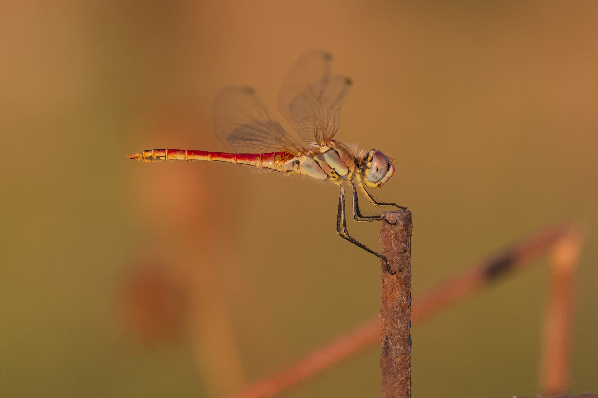Libellula