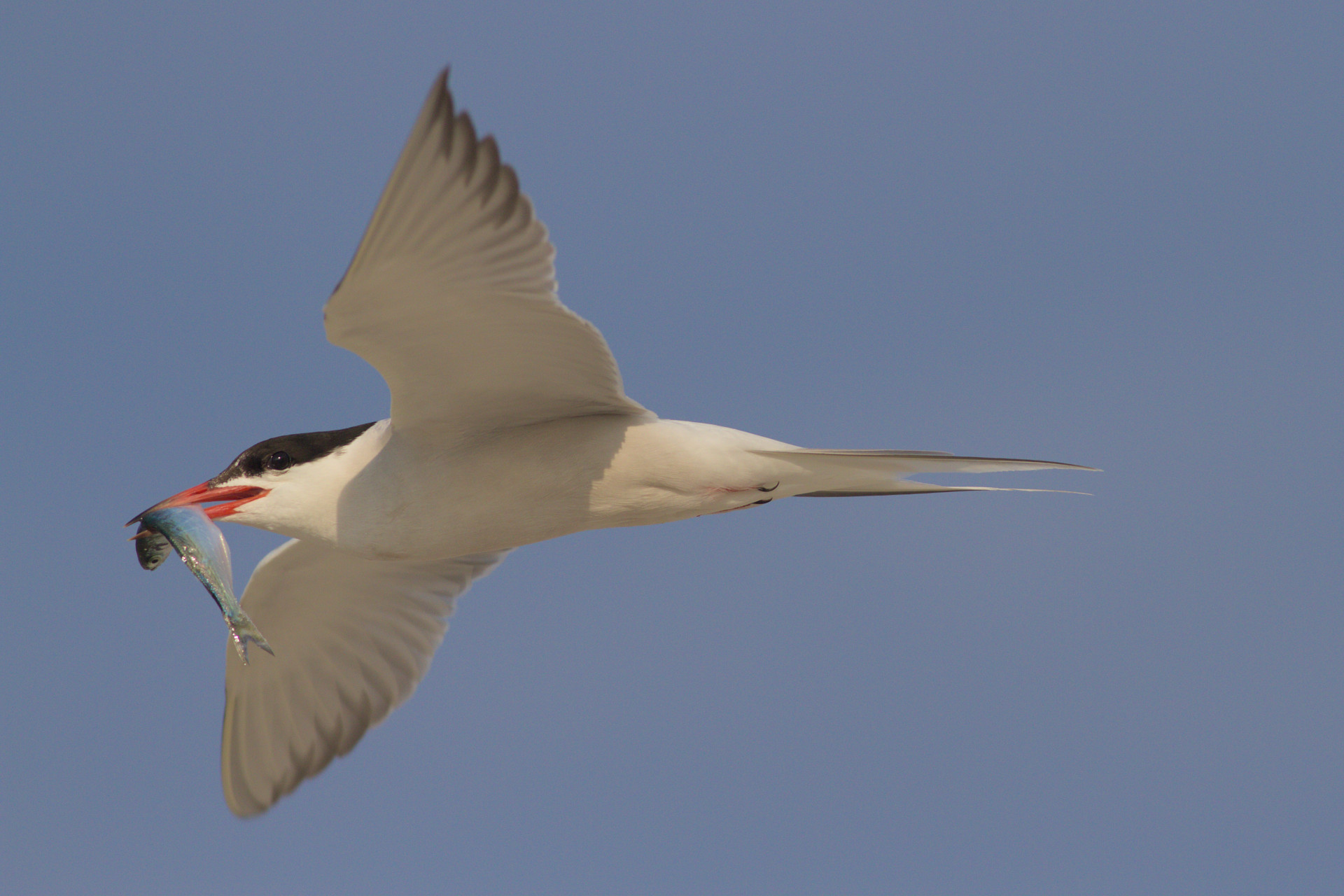 Tern