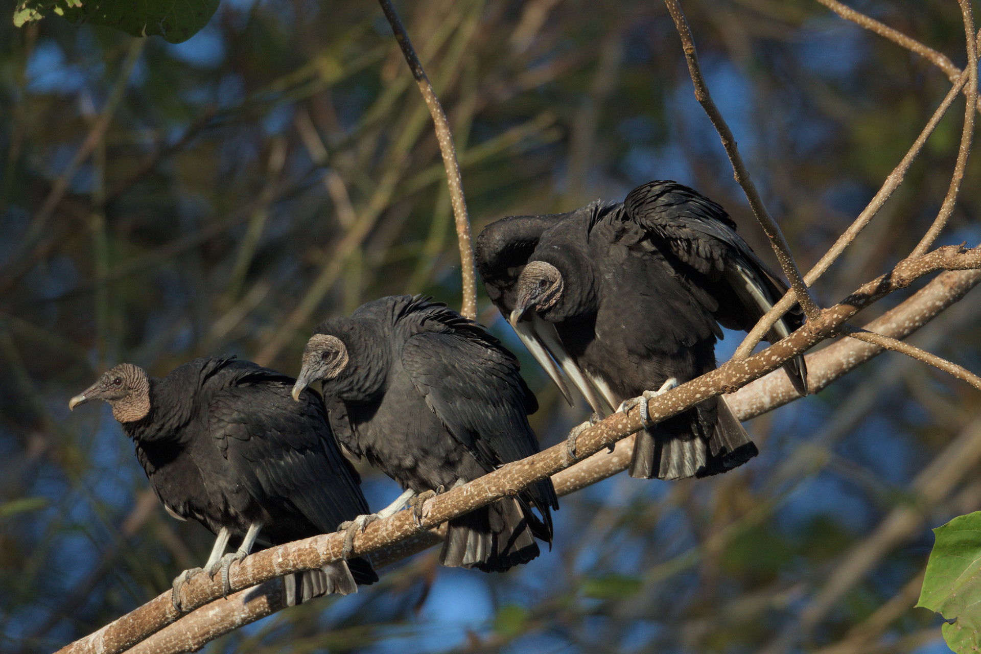 Vultures